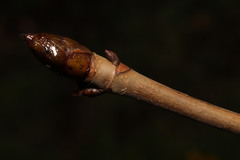 Aesculus hippocastanum