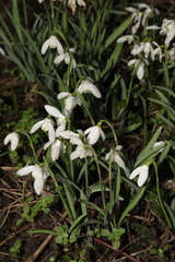 Galanthus nivalis