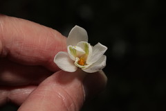 Galanthus nivalis