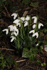 Galanthus nivalis