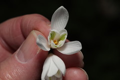 Galanthus nivalis