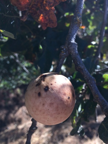 iNaturalist observation photo of California Gall Wasp