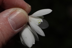 Galanthus nivalis