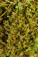 Rhytidiadelphus squarrosus
