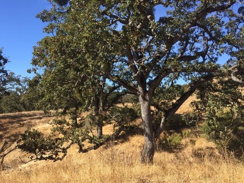 iNaturalist observation photo of valley oak