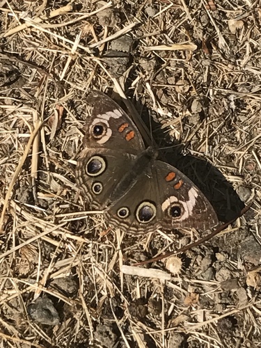 iNaturalist observation photo of Gray Buckeye