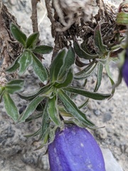 Campanula alpestris