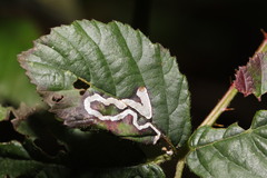 Stigmella aurella