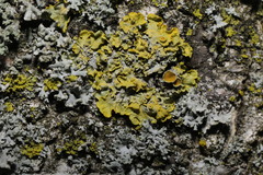 Xanthoria parietina