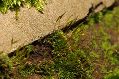 Tortula muralis muralis