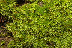 Tortula muralis muralis