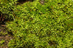 Tortula muralis muralis