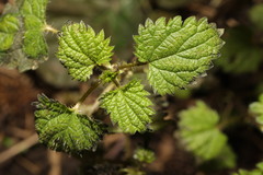 Urtica dioica