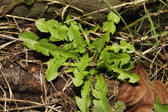 Taraxacum officinale