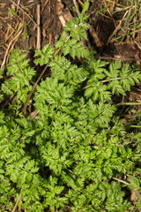 Anthriscus sylvestris