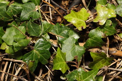 Hedera helix