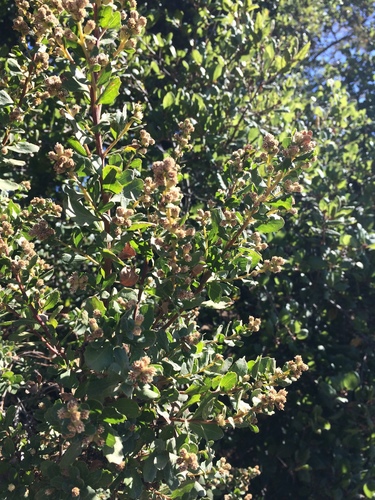 iNaturalist observation photo of coast live oak