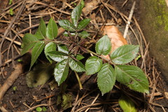 Sambucus nigra
