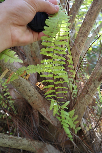 Image of Nephrolepis exaltata by (c) brycelee, some rights reserved (CC BY)
