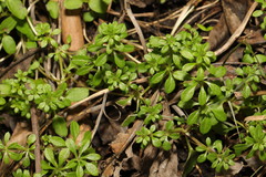 Galium aparine