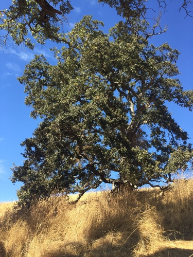 iNaturalist observation photo of valley oak