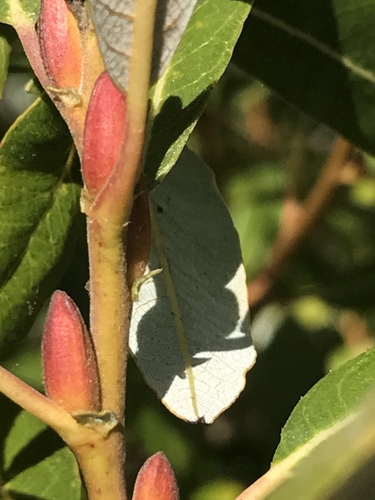 iNaturalist observation photo of Arroyo Willow