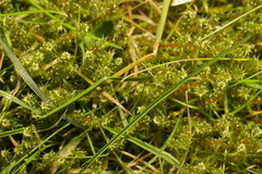 Rhytidiadelphus squarrosus