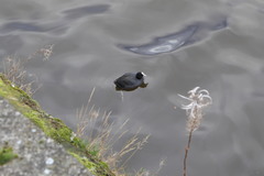 Fulica atra