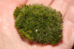 Grimmia pulvinata