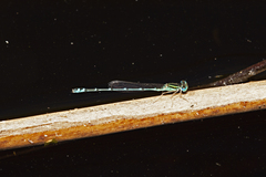 Austroagrion exclamationis