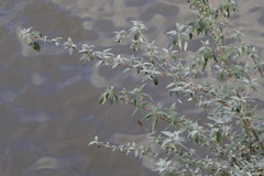Buddleja davidii