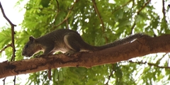 Callosciurus pygerythrus