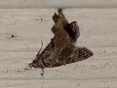 Alucita montana