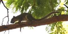 Callosciurus pygerythrus