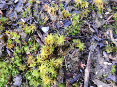 Syntrichia ruralis