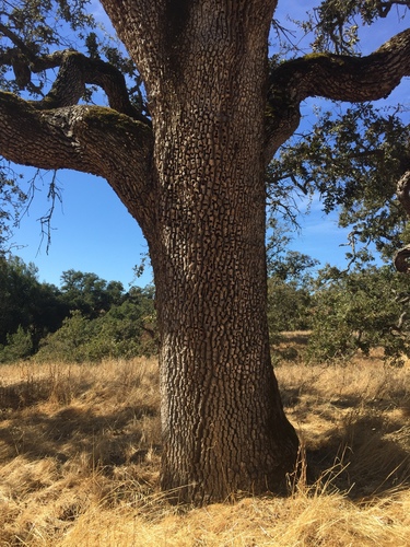 iNaturalist observation photo of valley oak