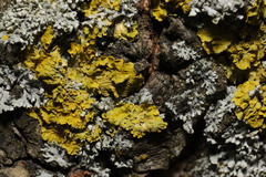 Xanthoria parietina