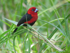 Spermophaga ruficapilla