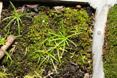 Sagina procumbens