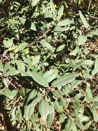 iNaturalist observation photo of coffeeberry