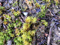 Syntrichia ruralis