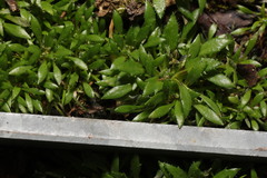 Draba verna