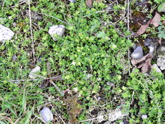 Arenaria serpyllifolia
