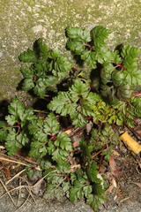 Geranium robertianum