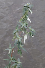 Buddleja davidii