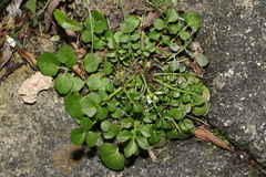 Cardamine hirsuta