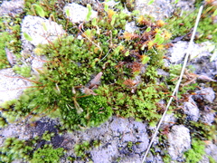 Ptychostomum capillare