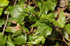 Hedera helix