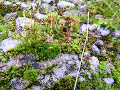 Ptychostomum capillare