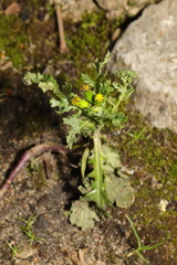 Senecio vulgaris